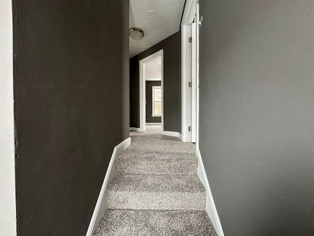 staircase featuring carpet floors