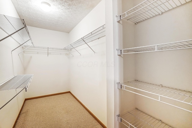 walk in closet featuring carpet floors