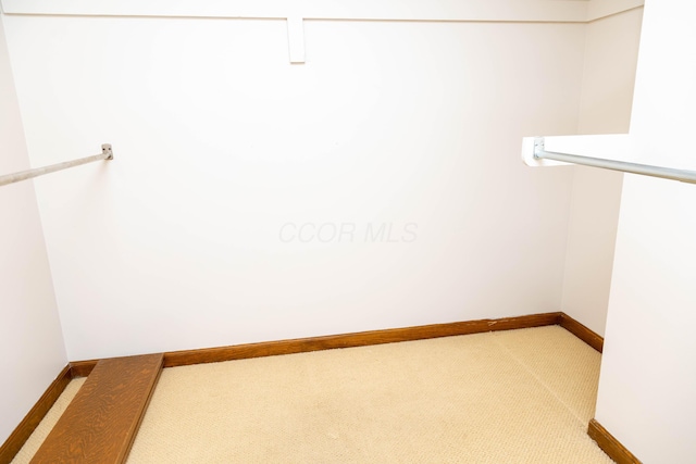 spacious closet featuring carpet flooring