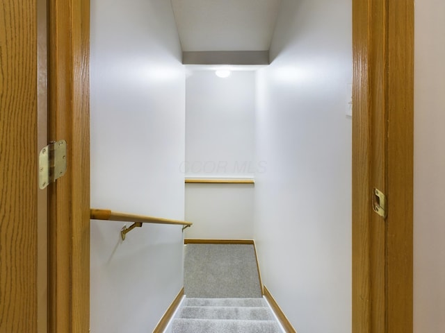 staircase featuring carpet floors