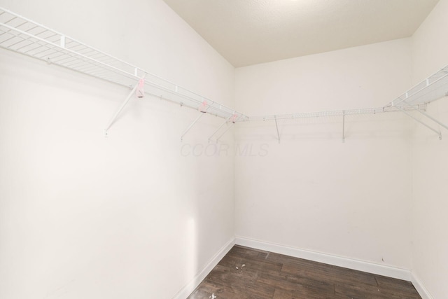 spacious closet featuring dark hardwood / wood-style floors