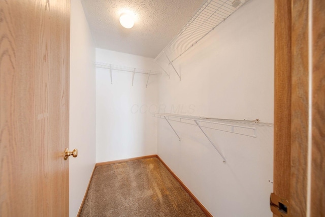 walk in closet featuring carpet floors