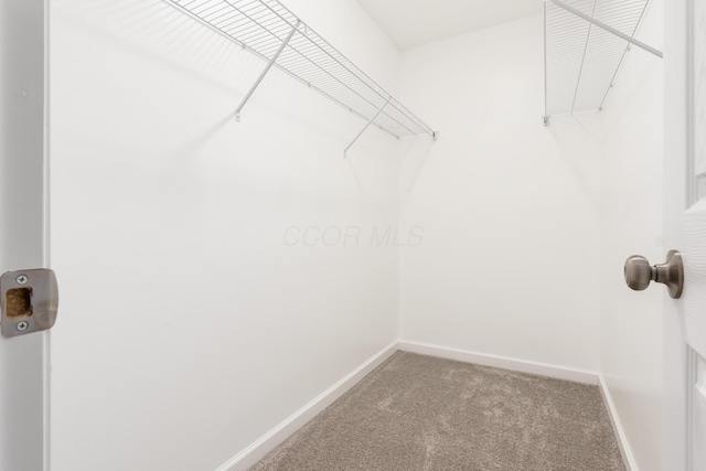 spacious closet featuring carpet