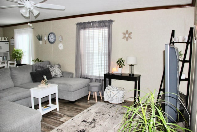 living room with ceiling fan, dark hardwood / wood-style flooring, a healthy amount of sunlight, and ornamental molding