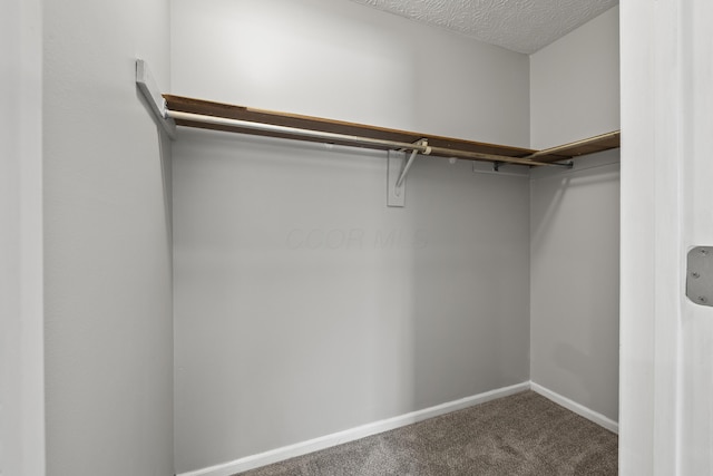 spacious closet featuring carpet flooring