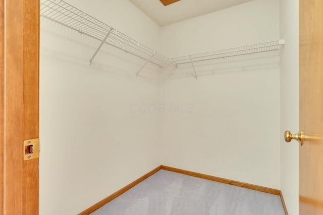 spacious closet featuring carpet floors