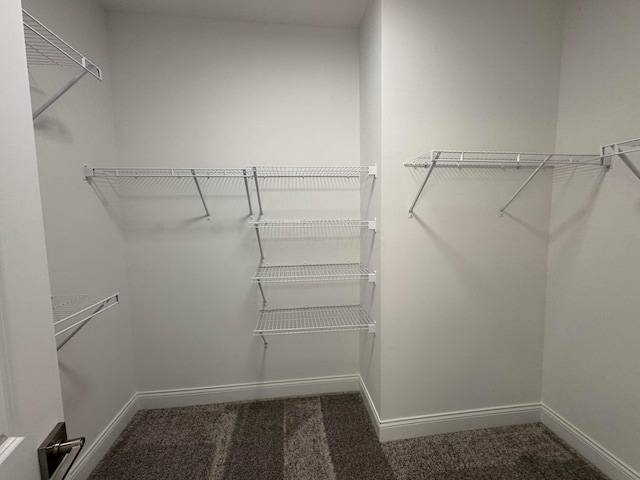 walk in closet featuring carpet flooring