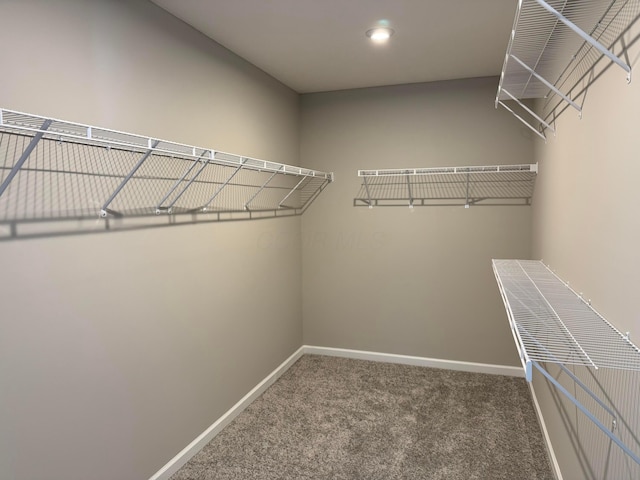 spacious closet featuring carpet flooring