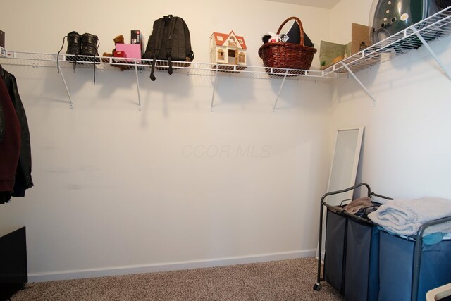 walk in closet featuring carpet floors