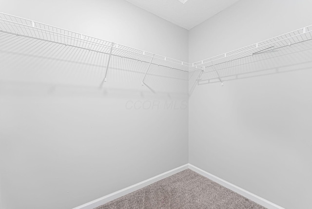 spacious closet with carpet