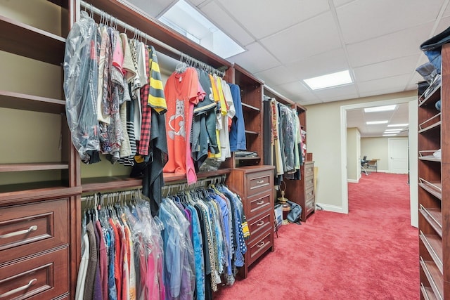 spacious closet featuring carpet floors and a paneled ceiling