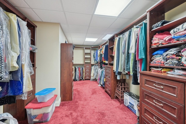 walk in closet featuring light carpet and a drop ceiling