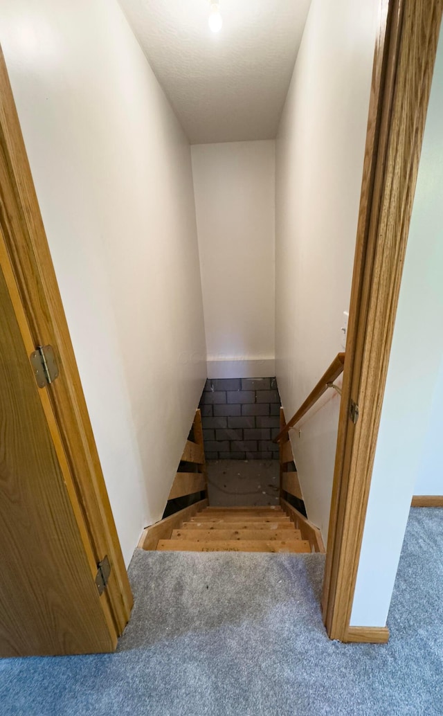 stairway featuring carpet floors