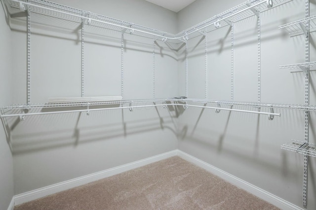 spacious closet featuring carpet flooring