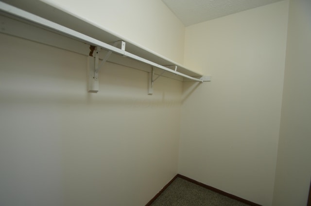 walk in closet with carpet flooring