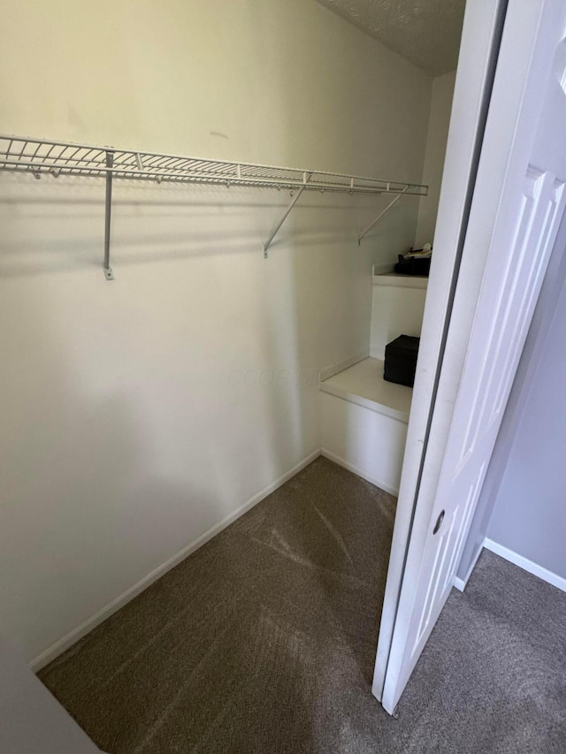 spacious closet featuring carpet