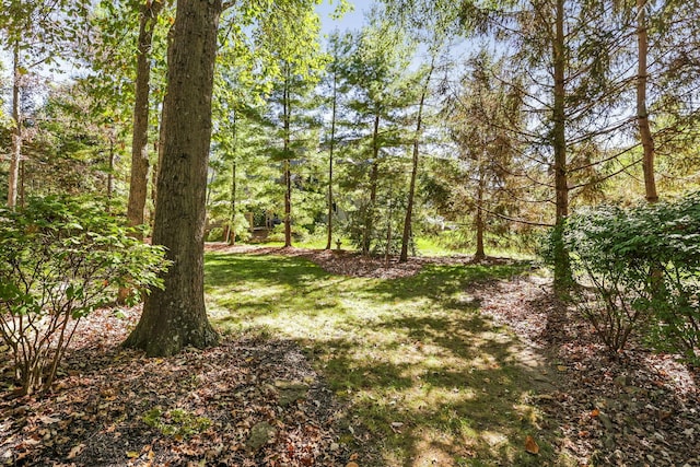 view of local wilderness