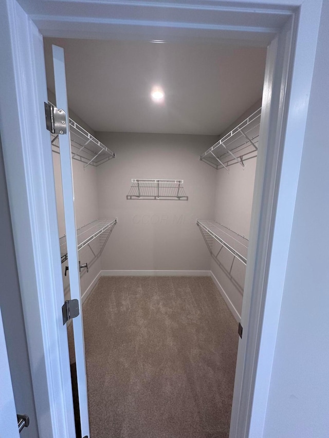 walk in closet featuring carpet