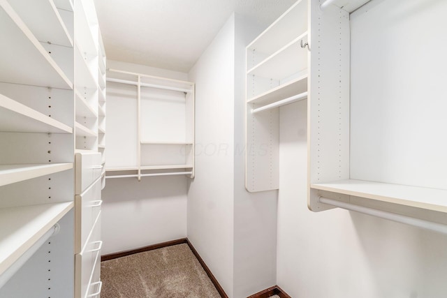 walk in closet featuring carpet flooring