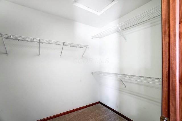 spacious closet featuring carpet