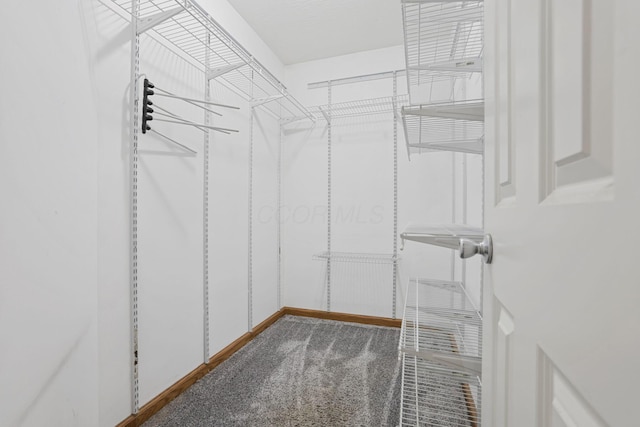 walk in closet featuring carpet flooring