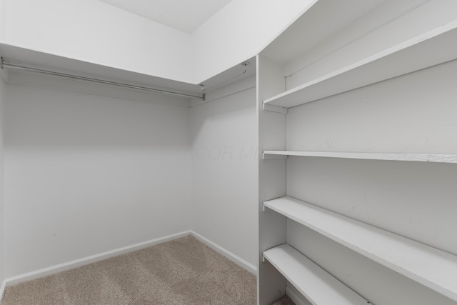 walk in closet with carpet flooring