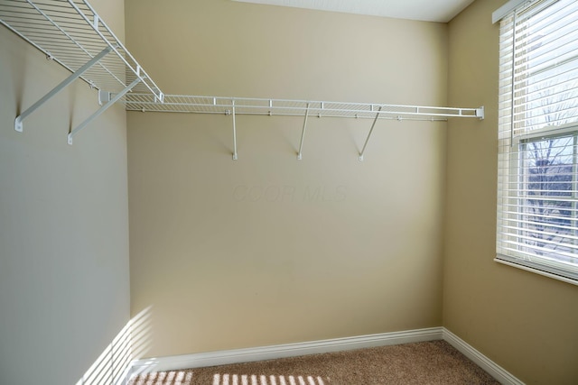 spacious closet with carpet