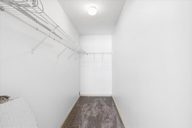 walk in closet with carpet floors