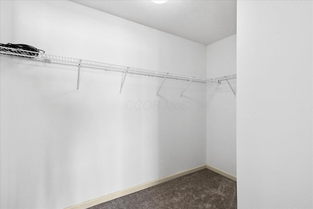 walk in closet featuring carpet