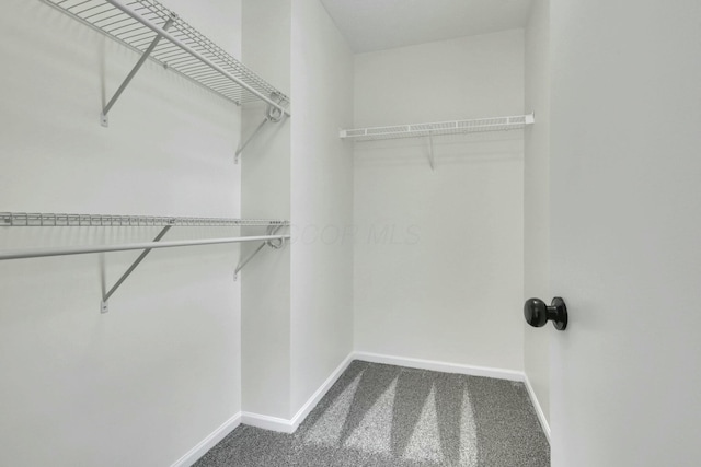 walk in closet featuring carpet floors