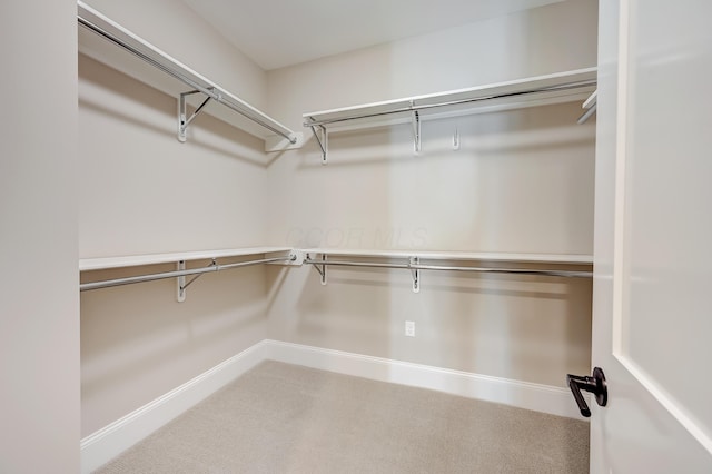 spacious closet featuring carpet