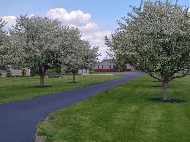 view of community featuring a yard