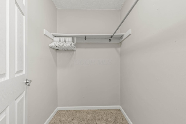 spacious closet featuring carpet flooring