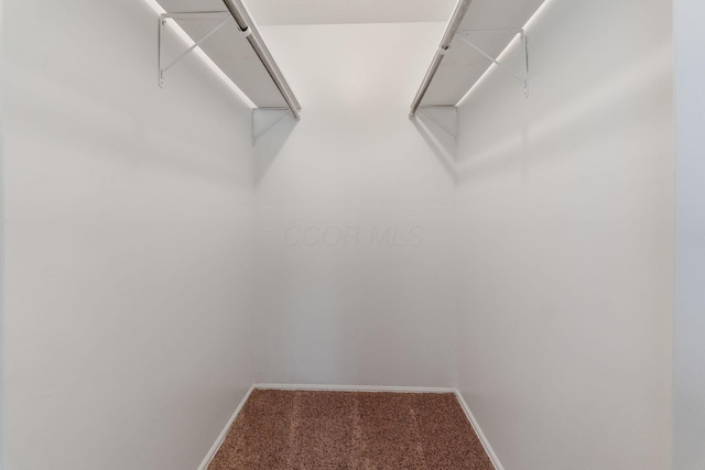 walk in closet featuring carpet flooring