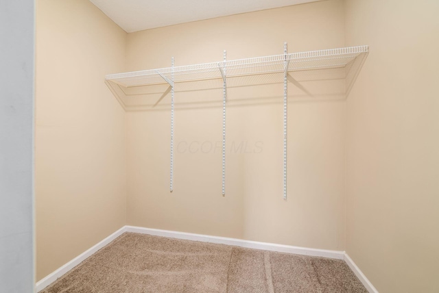 walk in closet with carpet flooring