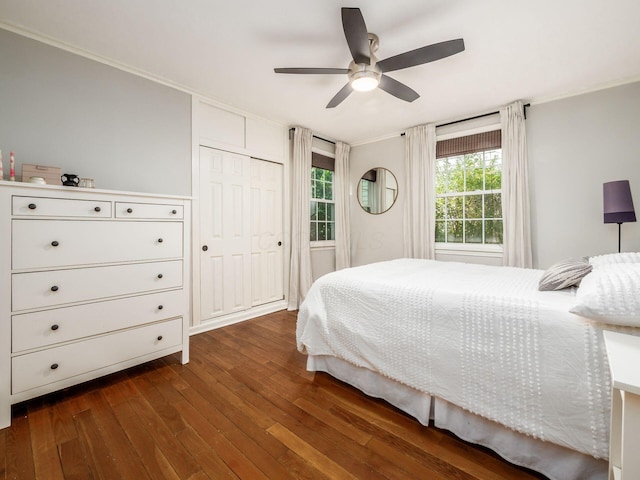 bedroom featuring ceiling fan, a closet, ornamental molding, and dark wood-type flooring