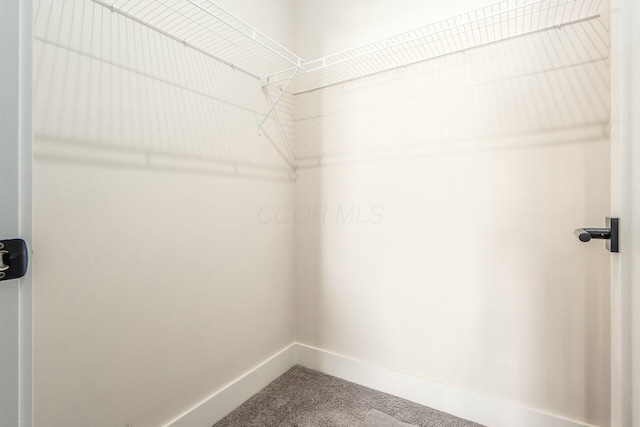 walk in closet featuring carpet flooring