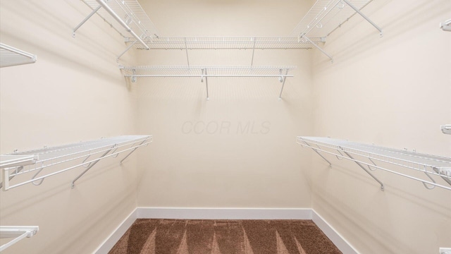 spacious closet featuring carpet flooring