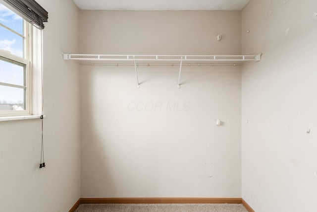 spacious closet featuring carpet flooring