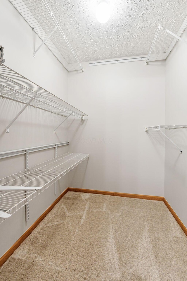 spacious closet featuring carpet