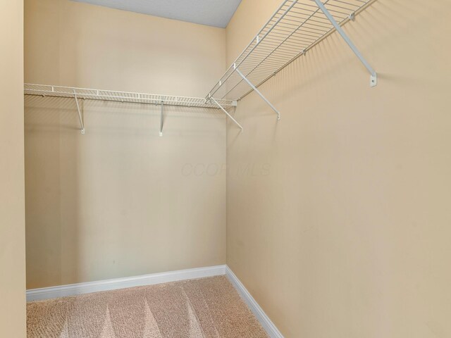 spacious closet featuring carpet flooring