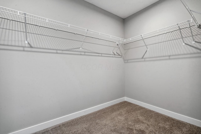 spacious closet featuring carpet flooring