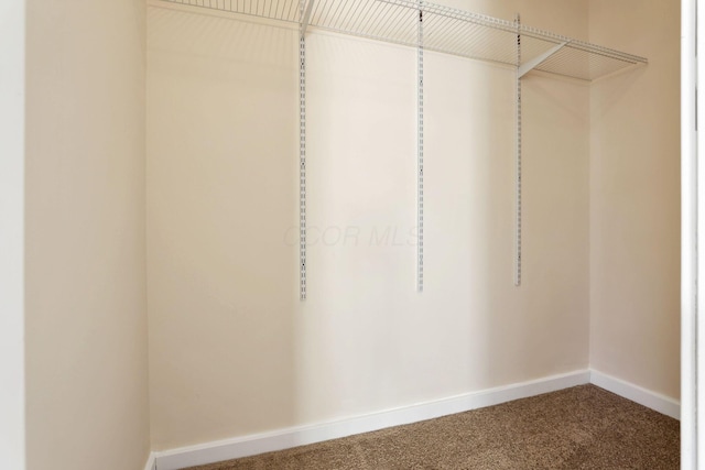 walk in closet with carpet floors