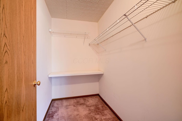 walk in closet featuring carpet flooring