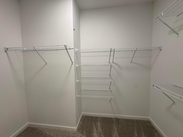 walk in closet with carpet flooring
