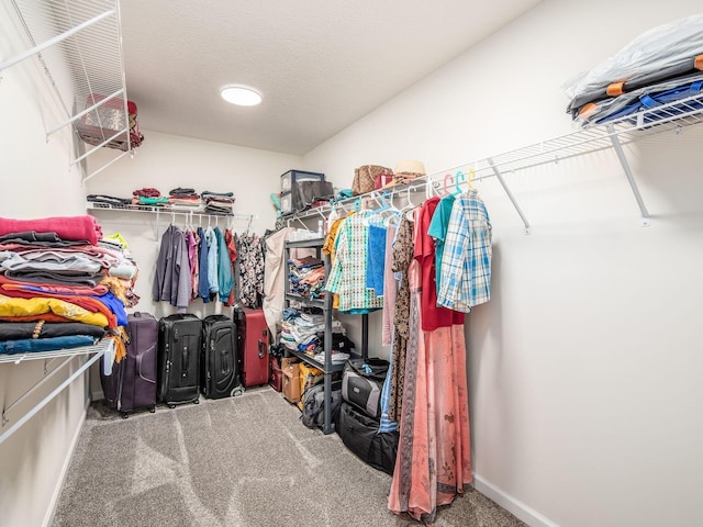 spacious closet featuring carpet