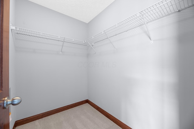 spacious closet featuring carpet