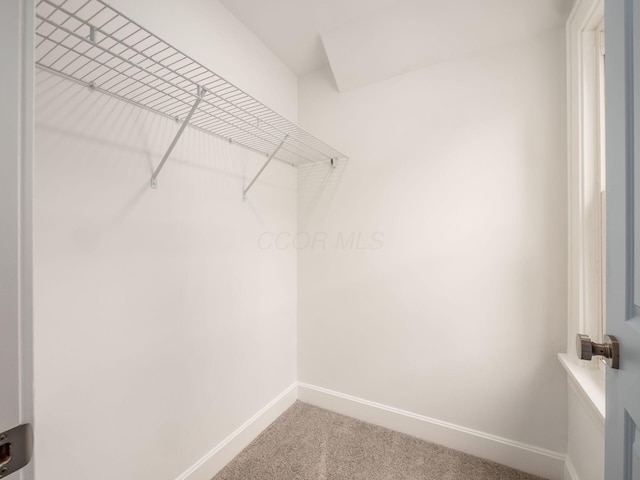 spacious closet featuring carpet flooring