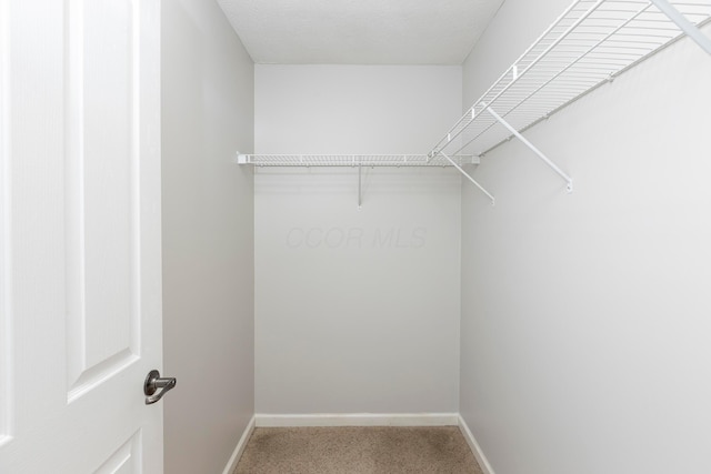 walk in closet with carpet flooring