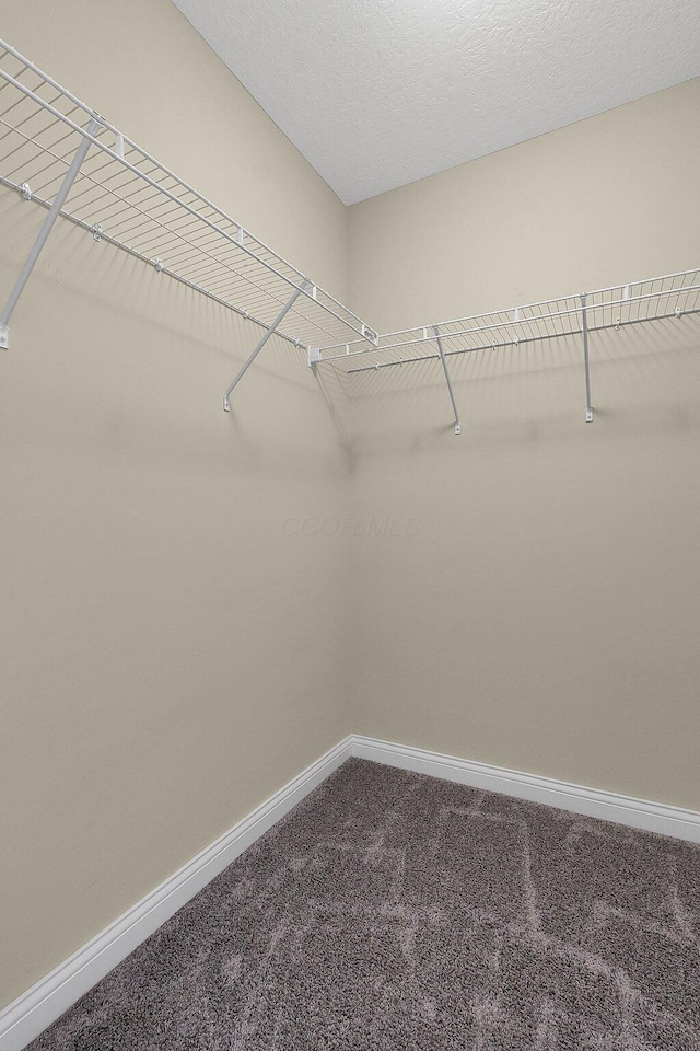 spacious closet featuring carpet flooring